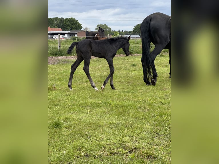 Westfale Hengst Fohlen (05/2026) 170 cm Schwarzbrauner in Stevensbeek
