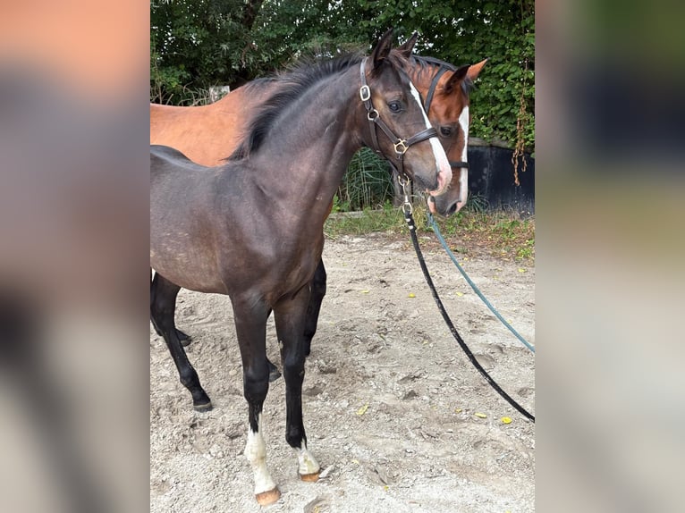 Westfale Hengst Fohlen (04/2025) 171 cm Schwarzbrauner in Senden