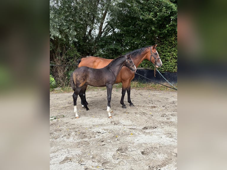 Westfale Hengst Fohlen (04/2025) 171 cm Schwarzbrauner in Senden