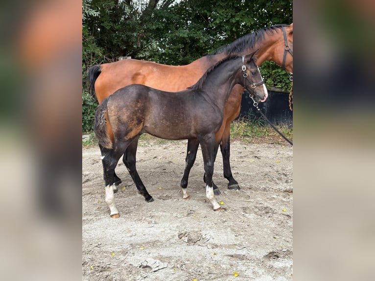 Westfale Hengst Fohlen (04/2025) 171 cm Schwarzbrauner in Senden