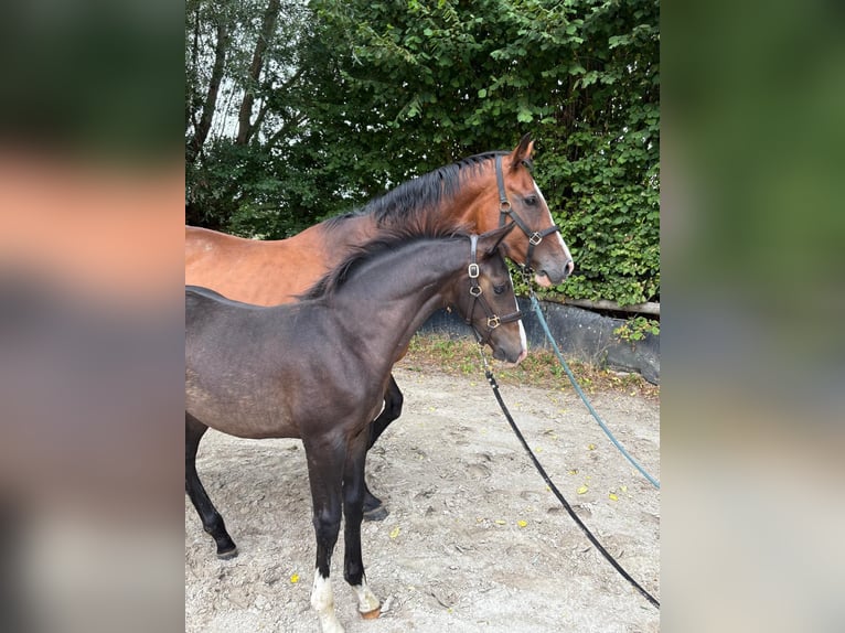 Westfale Hengst Fohlen (04/2025) 171 cm Schwarzbrauner in Senden