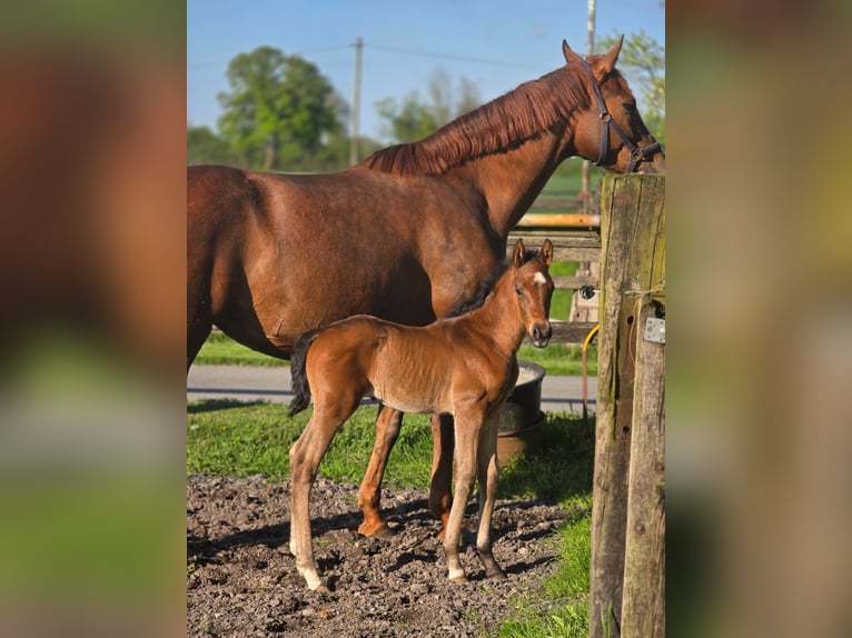 Westfale Hengst Fohlen (04/2025) 172 cm Dunkelbrauner in D&#xFC;lmenD&#xFC;lmen