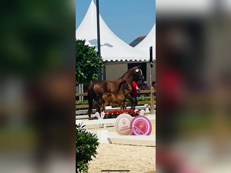 Westfale Hengst Fohlen (04/2025) 172 cm Dunkelbrauner in D&#xFC;lmenD&#xFC;lmen