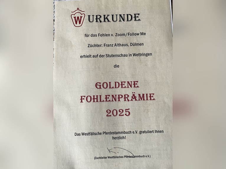 Westfale Hengst Fohlen (04/2025) 172 cm Dunkelbrauner in D&#xFC;lmenD&#xFC;lmen