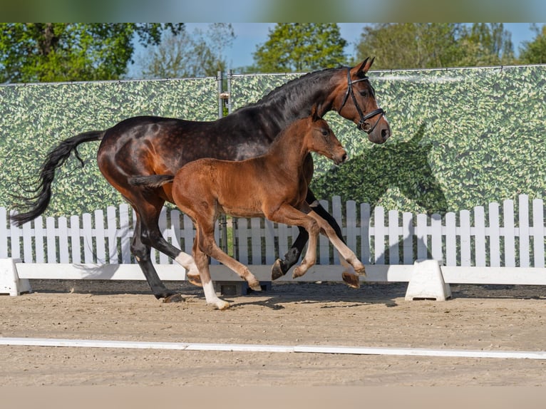 Westfale Hengst Fohlen (03/2026) 172 cm Dunkelbrauner in Reken
