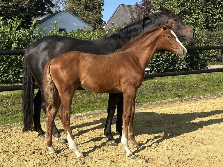 Westfale Hengst Fohlen (05/2025) 172 cm Dunkelfuchs in Remscheid