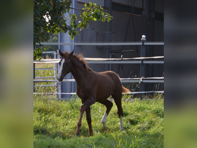 Westfale Hengst  172 cm Dunkelfuchs in Billerbeck