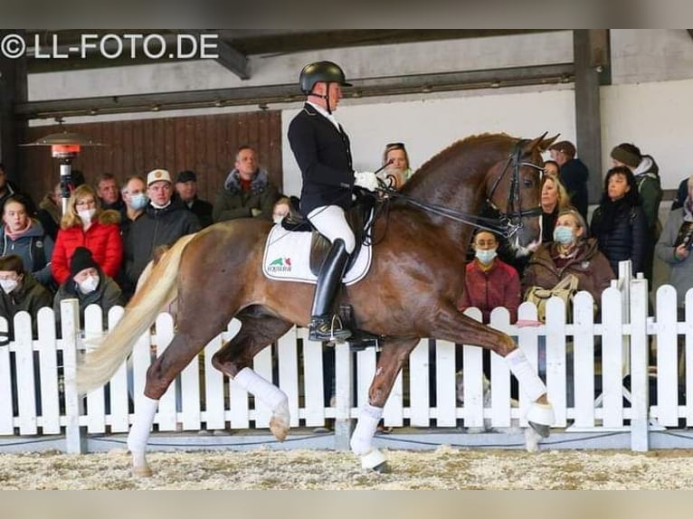 Westfale Hengst  172 cm Rappe in Greven
