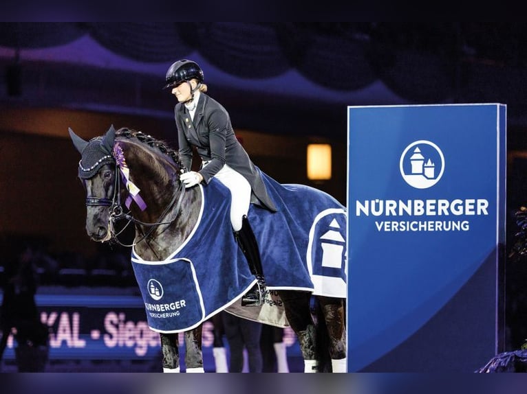 Westfale Hengst  172 cm Rappe in Greven