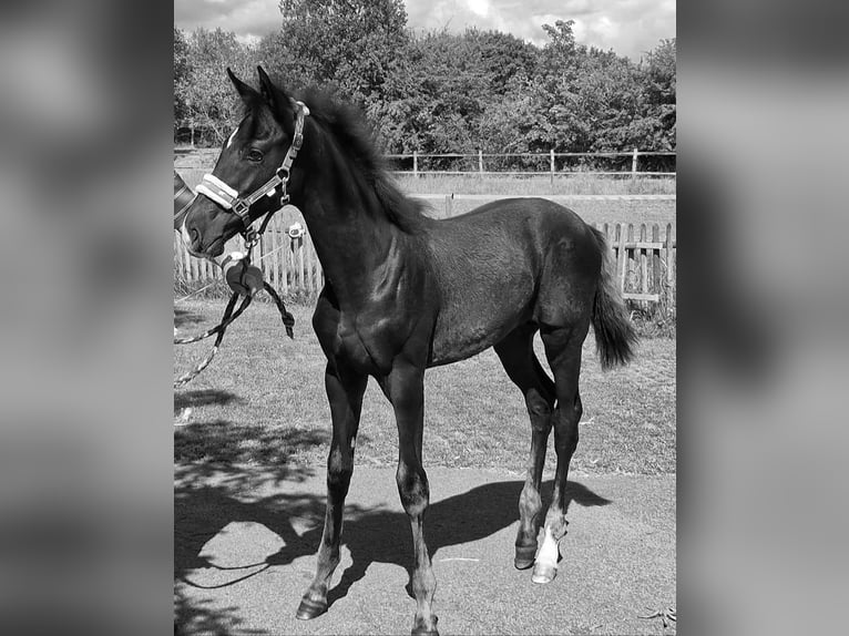 Westfale Hengst Fohlen (03/2025) 172 cm Rappe in Greven