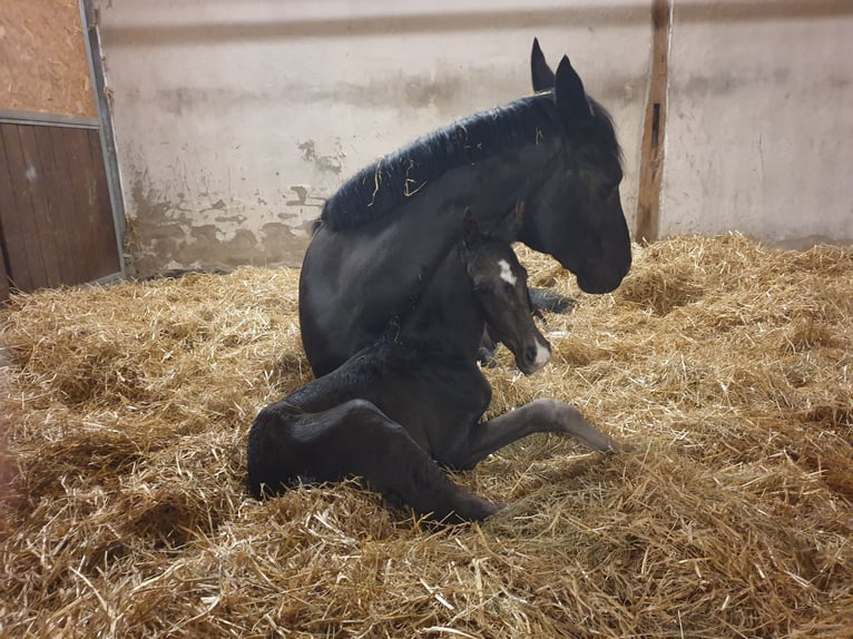Westfale Hengst  172 cm Rappe in Greven