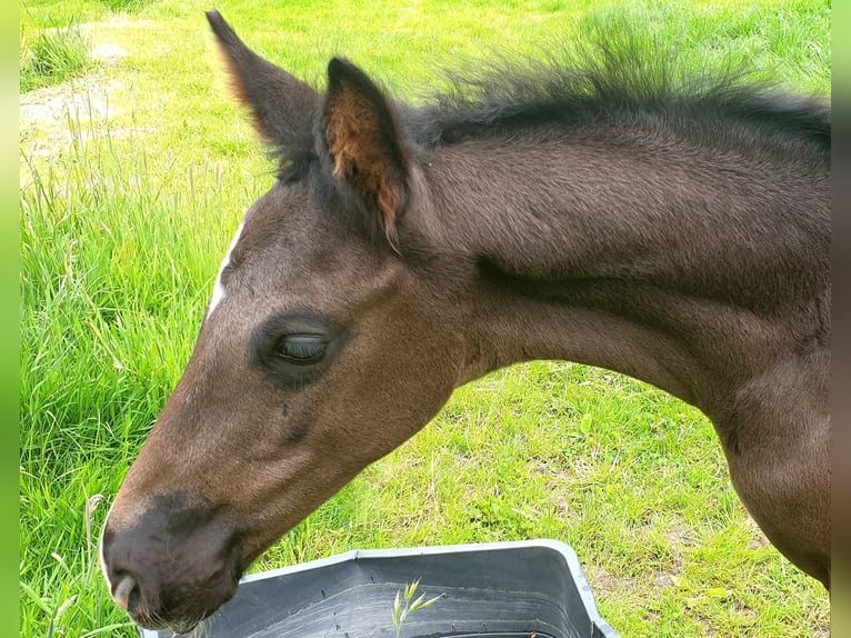 Westfale Hengst  172 cm Rappe in Greven