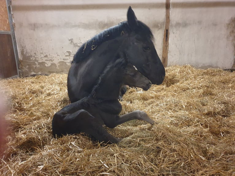 Westfale Hengst  172 cm Rappe in Greven