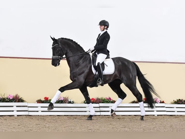 Westfale Hengst  172 cm Rappe in Greven