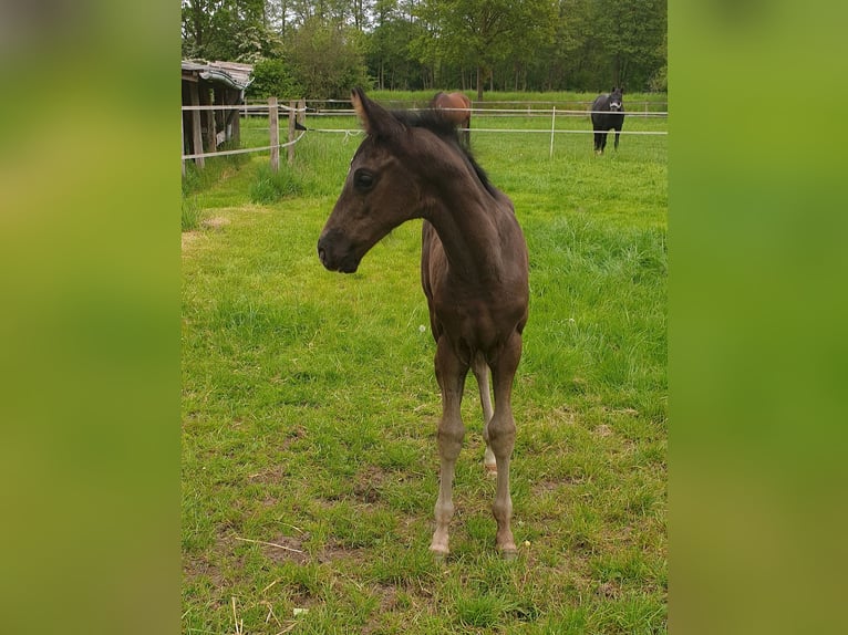 Westfale Hengst  172 cm Rappe in Greven