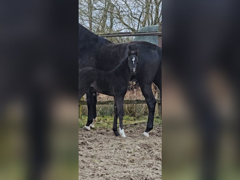 Westfale Hengst Fohlen (03/2025) 172 cm Rappe in Lohne (Oldenburg)