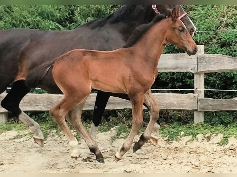 Westfale Hengst Fohlen (06/2025) 172 cm Schwarzbrauner in Lathen