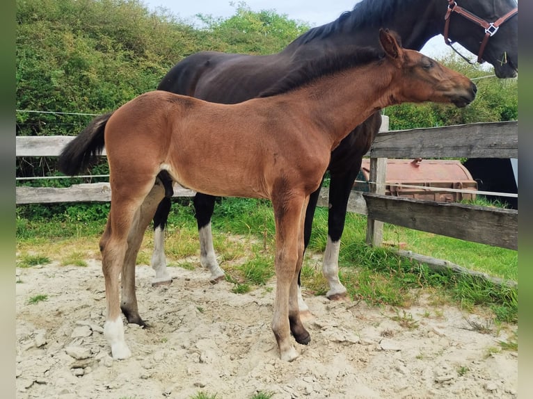 Westfale Hengst Fohlen (06/2025) 172 cm Schwarzbrauner in Lathen