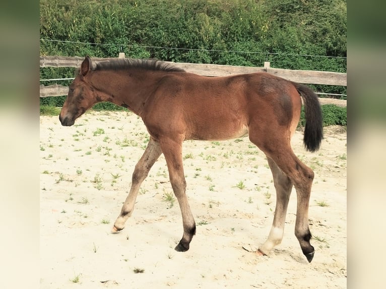 Westfale Hengst Fohlen (06/2025) 172 cm Schwarzbrauner in Lathen