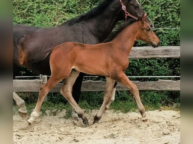 Westfale Hengst Fohlen (06/2025) 172 cm Schwarzbrauner in Lathen