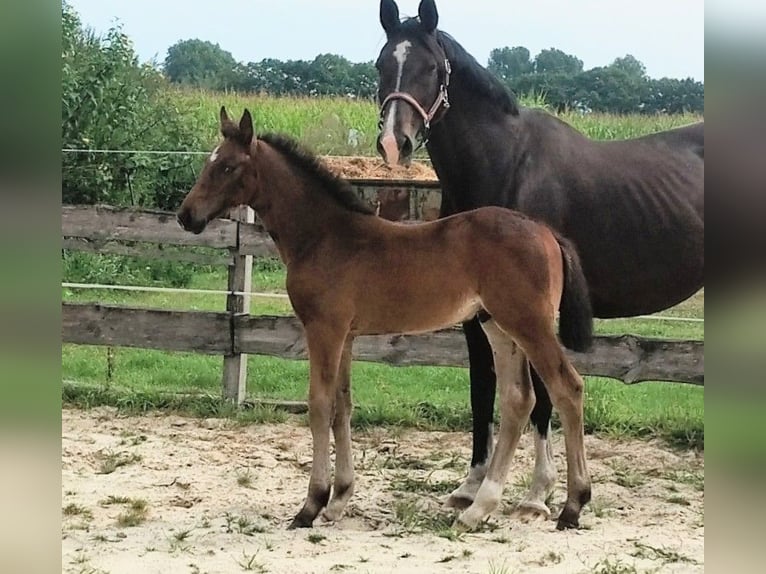 Westfale Hengst Fohlen (06/2025) 172 cm Schwarzbrauner in Lathen
