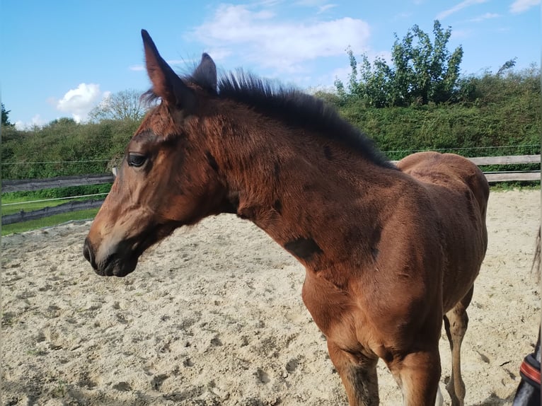 Westfale Hengst Fohlen (06/2025) 172 cm Schwarzbrauner in Lathen