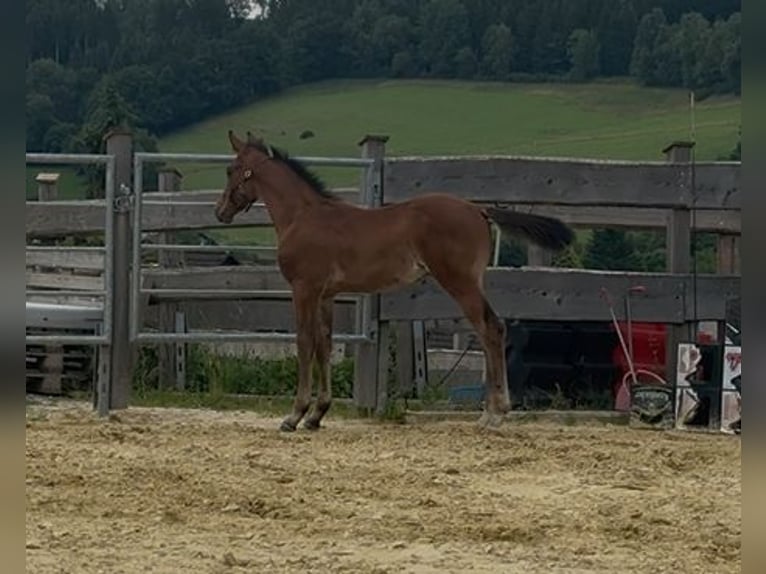 Westfale Hengst Fohlen (04/2025) 173 cm Brauner in Kreuztal