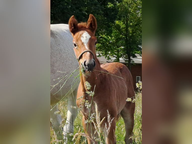 Westfale Hengst Fohlen (05/2024) 173 cm Rotschimmel in Hopsten