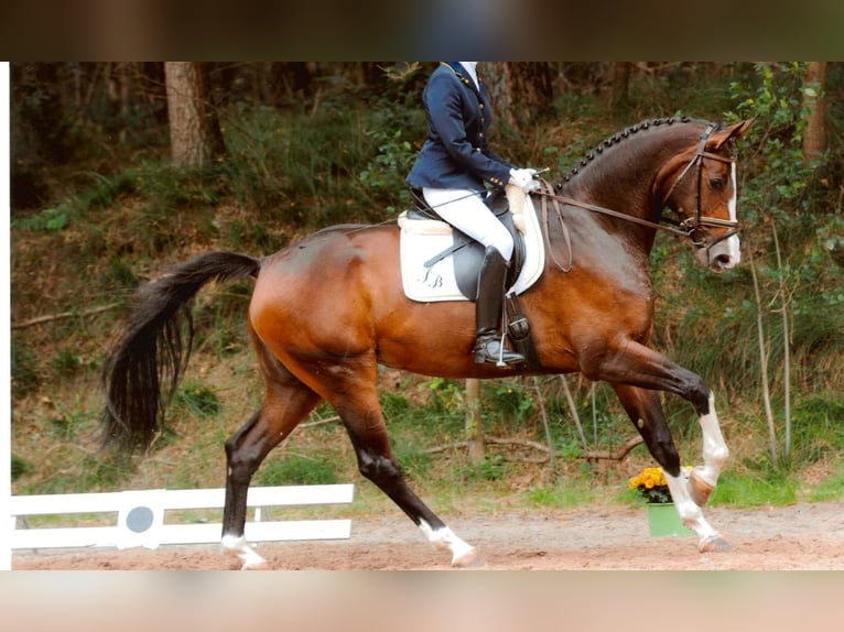 Westfale Hengst  174 cm Brauner in Bell