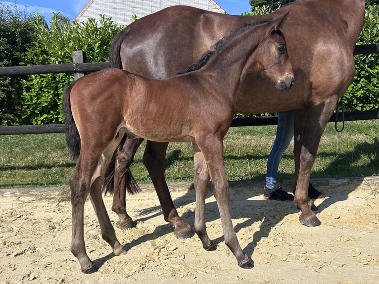 Westfale Hengst Fohlen (06/2026) 174 cm  in Remscheid