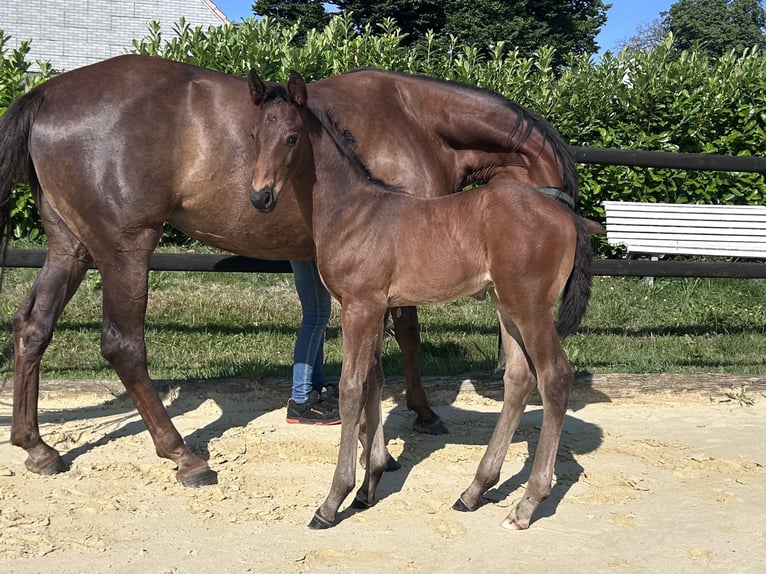Westfale Hengst Fohlen (06/2026) 174 cm  in Remscheid