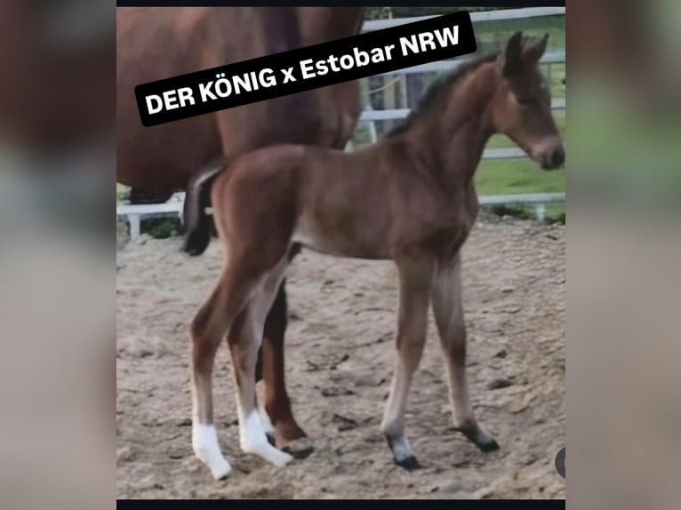 Westfale Hengst Fohlen (04/2026) Brauner in Borchen