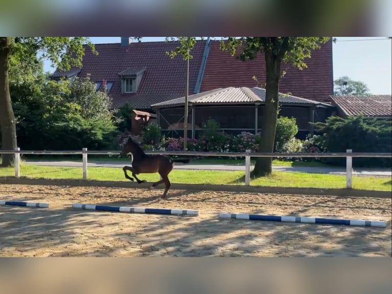 Westfale Hengst Fohlen (05/2024) Brauner in Coesfeld