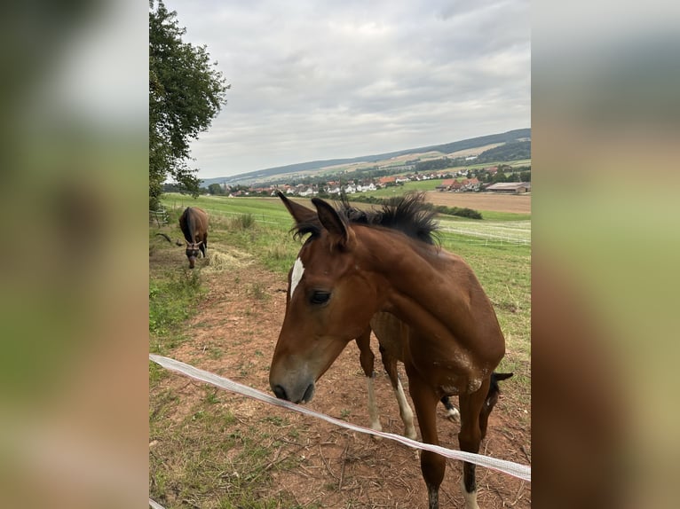 Westfale Hengst Fohlen (04/2025) Brauner in Edertal