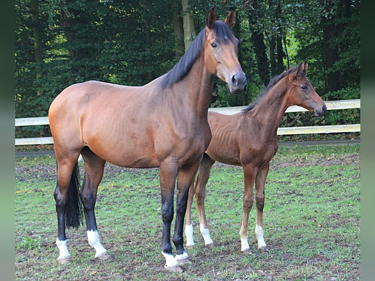 Westfale Hengst Fohlen (05/2026) Brauner in Gronau (Westfalen)