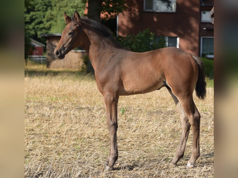 Westfale Hengst Fohlen (06/2025) Brauner in Herzebrock-Clarholz