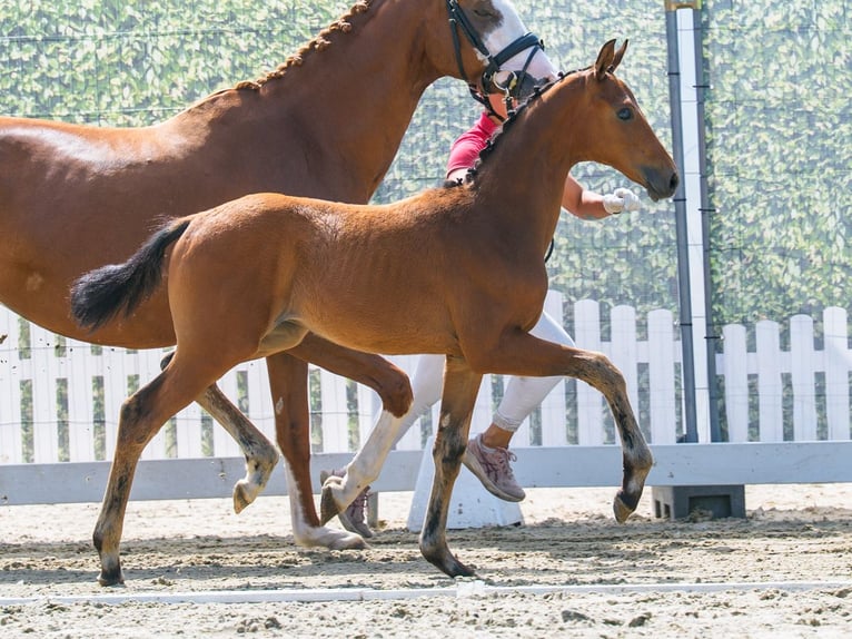 Westfale Hengst Fohlen (05/2026) Brauner in Mnster-Handorf