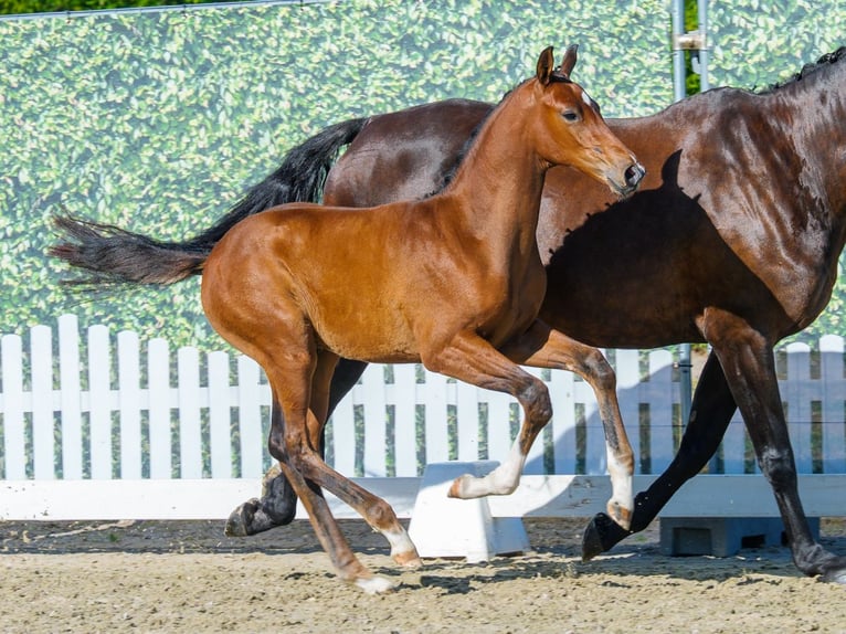 Westfale Hengst Fohlen (06/2026) Brauner in Mnster-Handorf