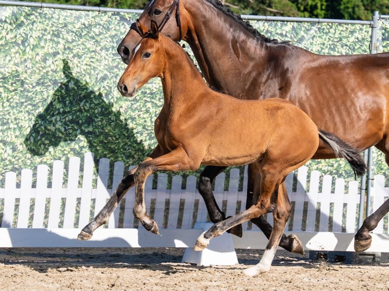 Westfale Hengst Fohlen (05/2026) Brauner in Mnster-Handorf