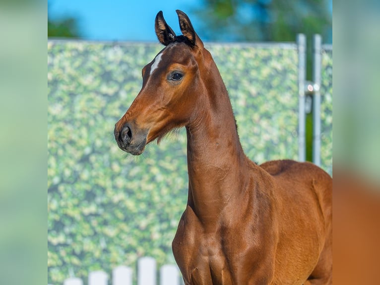 Westfale Hengst Fohlen (05/2026) Brauner in Mnster-Handorf