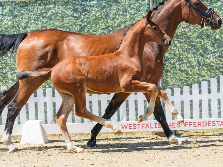Westfale Hengst Fohlen (04/2026) Brauner in Mnster-Handorf