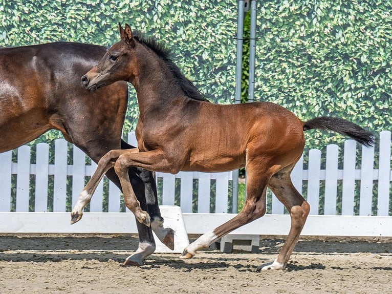 Westfale Hengst  Brauner in M&#xFC;nster Handorf