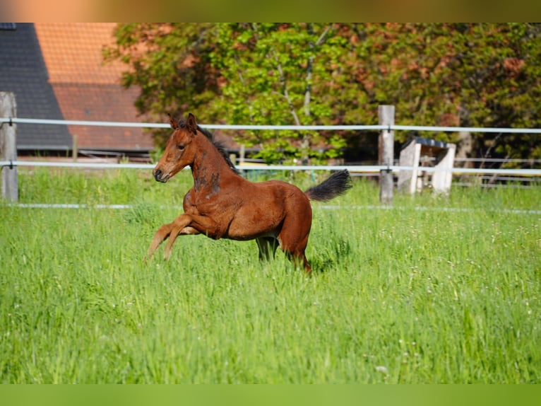 Westfale Hengst  Brauner in Soest