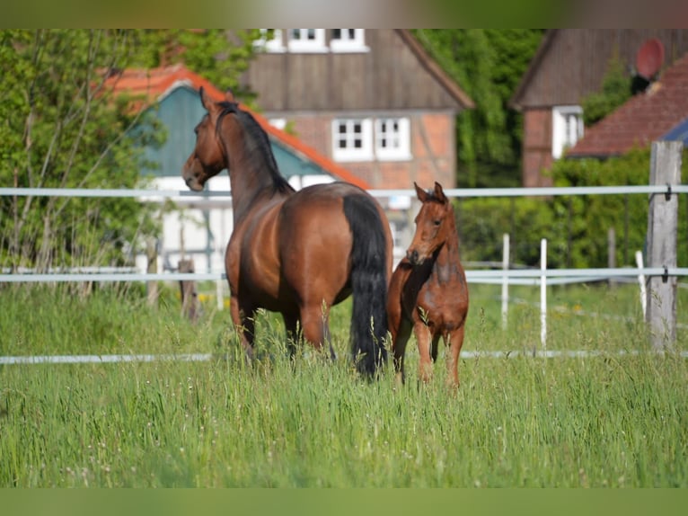 Westfale Hengst  Brauner in Soest