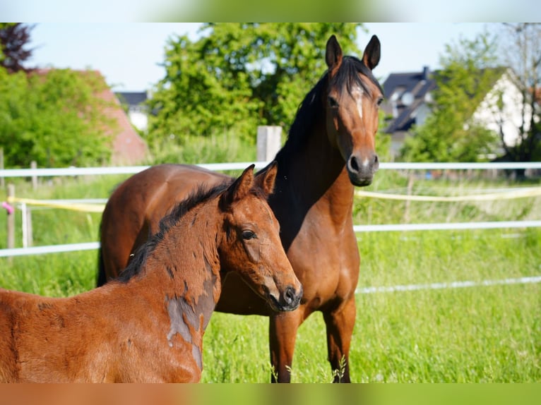 Westfale Hengst  Brauner in Soest