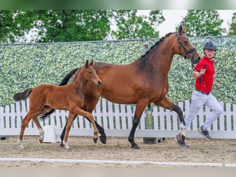 Westfale Hengst  Brauner in Soest