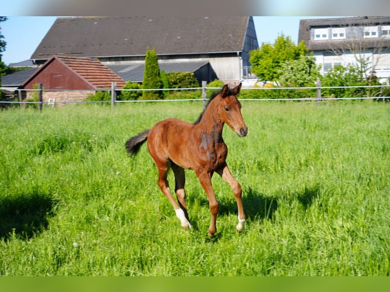 Westfale Hengst  Brauner in Soest