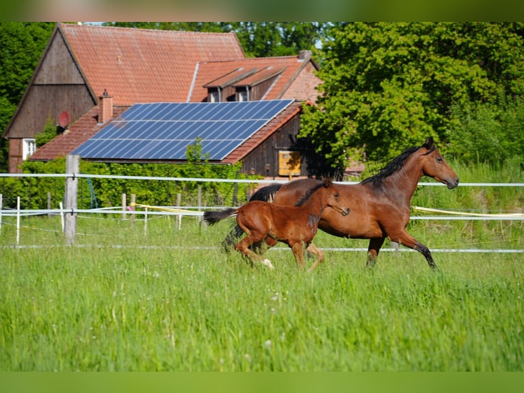Westfale Hengst  Brauner in Soest