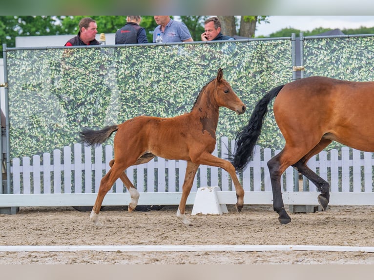 Westfale Hengst  Brauner in Soest