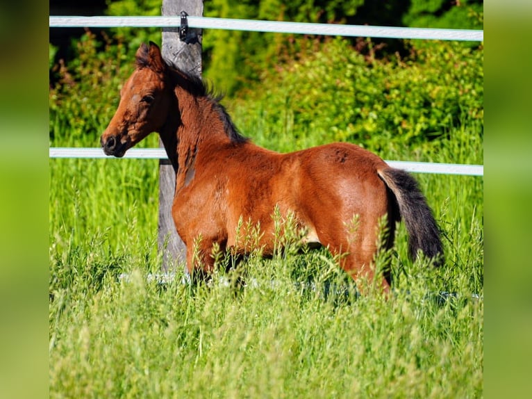 Westfale Hengst  Brauner in Soest